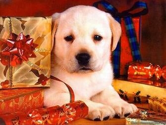 Wallpaper And Pictures Of Dogs