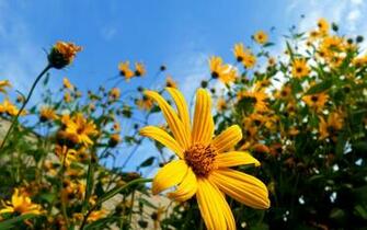 Field Of Sunflowers Wallpaper