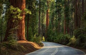 Wallpaper Nature Road Forest Pine Sikuai Trees