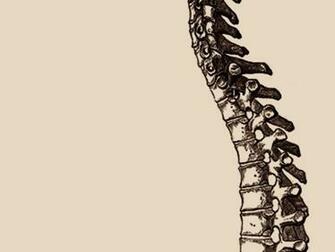 Anatomical Spine Wallpaper Apparently