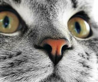 Gray Cat Macro Nose Wallpaper For Samsung Epic