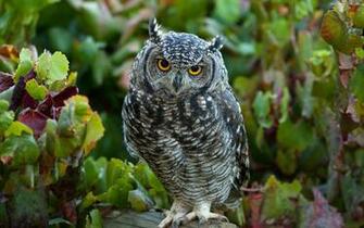 HD Owl Wallpaper Desktop Photos Of Lions