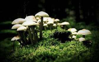 Earth Mushroom Wallpaper