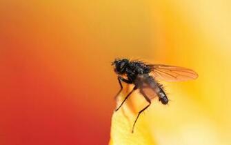 Fly Animals Wallpaper HD
