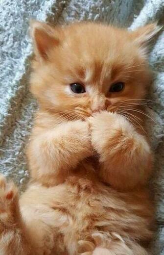 Cute Animal