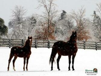 Winter Equine Screensaver And Wallpaper