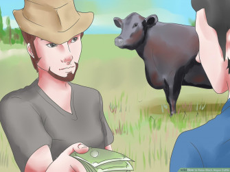 Raise Black Angus Cattle Steps With Pictures Wikihow