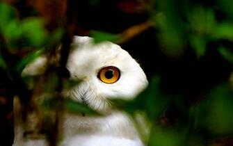 Snowy Owl Wallpaper Animal Memes