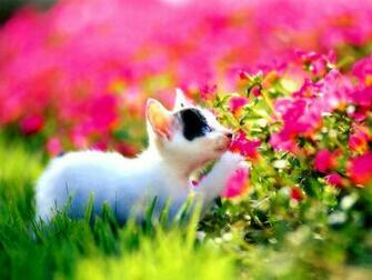 Kitten Flowers Desktop Wallpaper