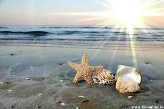Starfish Wallpaper Charming Starfishes HD