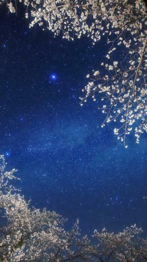 Cherry Blossom Galaxy Wallpaper iPhone
