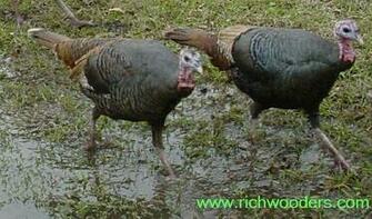Easternturkey Wild Turkey Eastern Us Nwtf