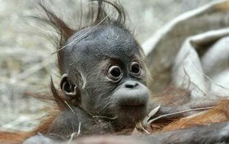 Baby Monkey Wallpaper And Image Pictures Photos