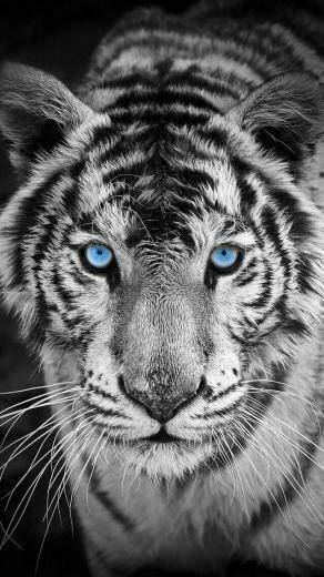 White Tiger iPhone Wallpaper Pet