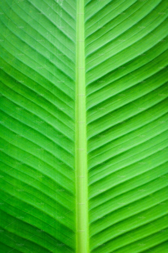 Banana Leaf Background By Sawitree On Creativemarket Wallpaper
