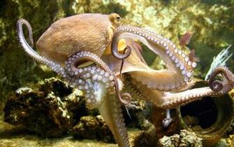 Octopus Computer Wallpaper Desktop Background Id