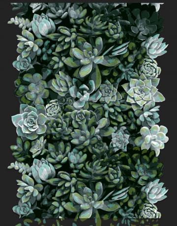 Succulents Wallpaper No L Ashby