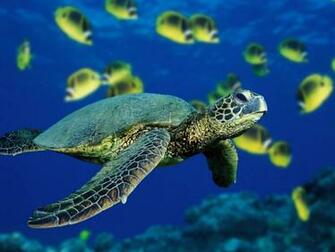 Wallpaper Collection Turtle
