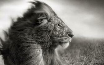 Lion Mane Wind Black White Wallpaper Background Ultra HD 4k