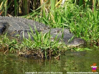 Alligator Desktop Wallpaper Billybear4kids