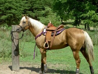Quarter Horse Wallpaper Pictures Image