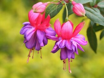 Flower Beautiful Wallpaper New