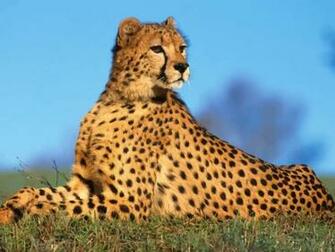 Cheetah Wallpaper