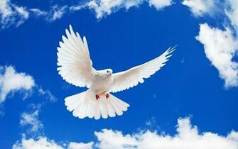 Dove Wallpaper