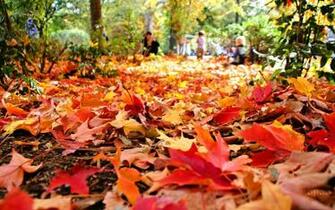 Fall Foliage Wallpaper HD Net