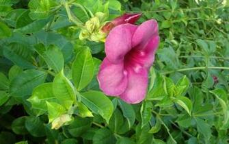 Pin Tropical Flower Wallpaper Selected Photos And On
