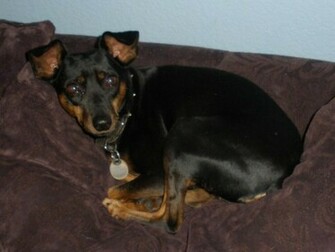 Miniature Pinscher Wallpaper