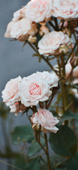 Beautiful Rose iPhone Wallpaper