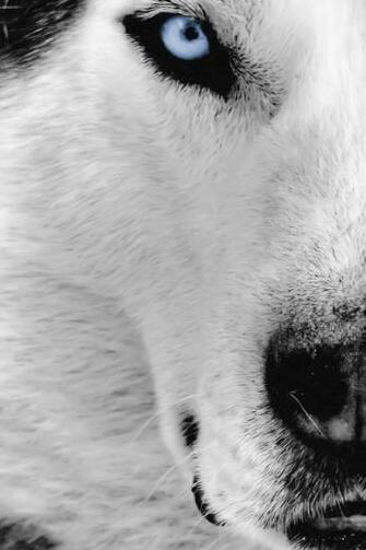 Siberian Husky iPhone 4s Wallpaper iPad