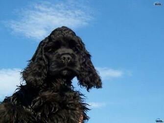 Negro Cocker Spaniel Wallpaper
