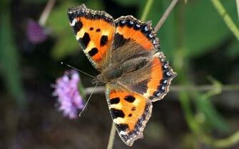 Small Tortoiseshell Butterfly Wallpaper