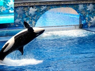 Shamu Wallpaper Weddingdressin