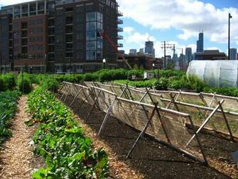 Urban Agriculture Wikipedia