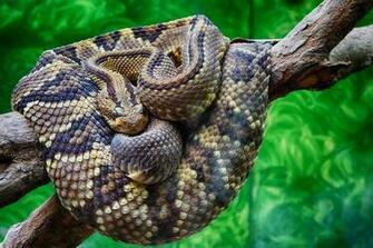 Shallow Focus Of Black And Brown Rattle Snake HD Wallpaper