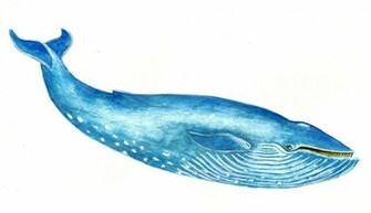 Blue Whales Are Giants