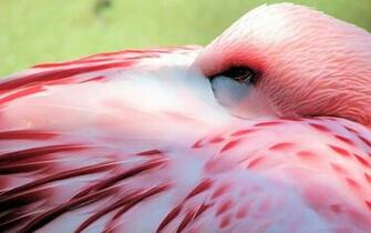 Image Pink Flamingo Bird Pc Android iPhone And iPad Wallpaper
