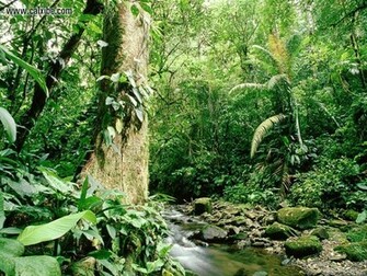 Tropical Forests