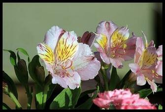 Of A Plant Produce Flowers Bloom