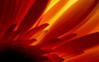 HD Glowing Flower Wallpaper