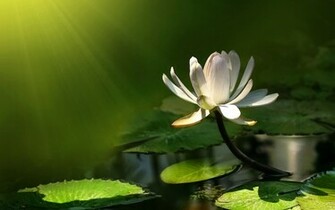 Lily Pad Wallpaper