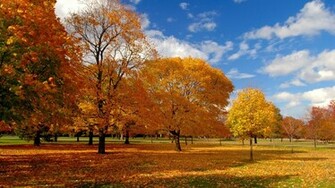 Fall Trees Wallpaper