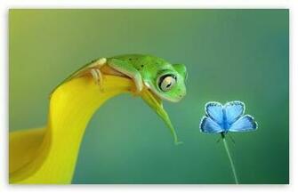 Cute Frog HD Desktop Wallpaper Widescreen High Definition