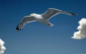 Seagull Wallpaper