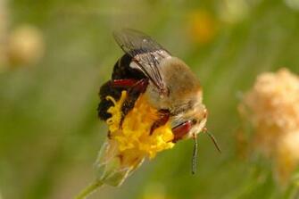 Bumble Bee Carpenter Pictures