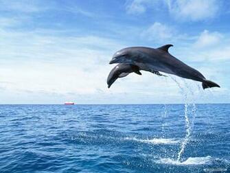 Wallpaper For Desktop HD Dolphin