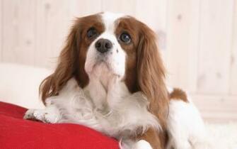 Cavalier King Charles Spaniel HD Wallpaper